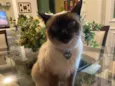 Minette