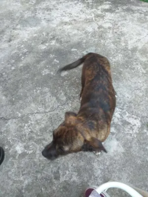 Cachorro raça Vira lata  idade 2 a 6 meses nome Linda