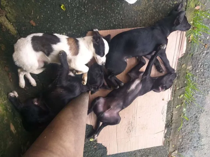 Cachorro raça Vira lata  idade 2 a 6 meses nome Diego - Dinho 