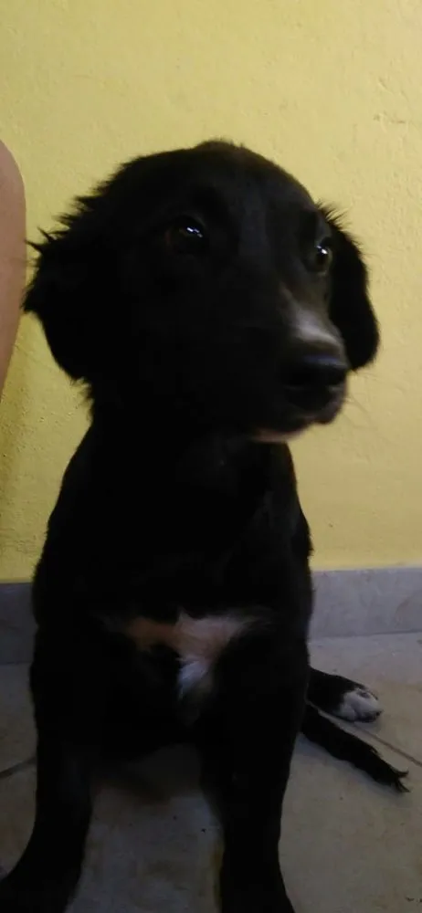 Cachorro raça Vira lata  idade 2 a 6 meses nome Diego - Dinho 