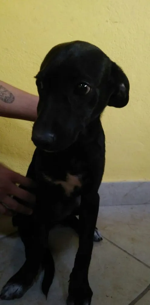 Cachorro raça Vira lata  idade 2 a 6 meses nome Diego - Dinho 