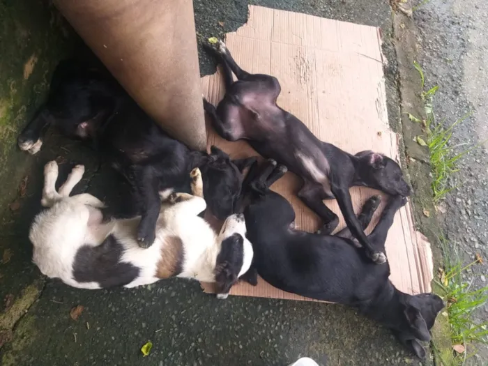 Cachorro raça Vira lata  idade 2 a 6 meses nome Diego - Dinho 