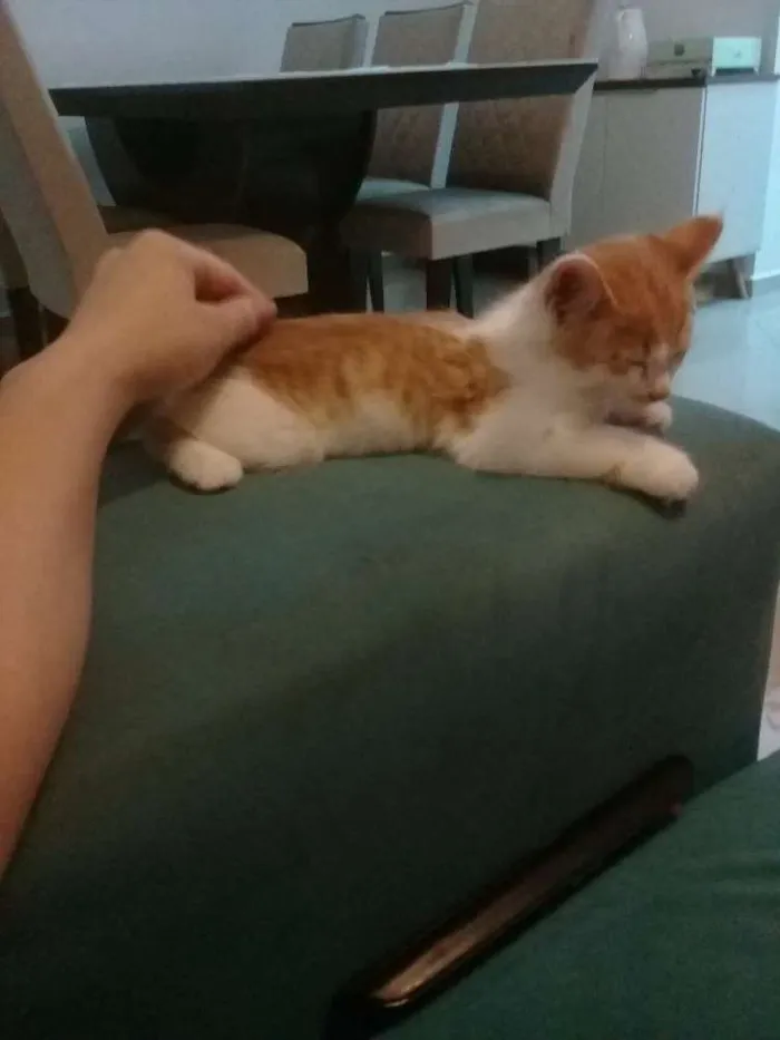 Gato raça Srd idade 2 a 6 meses nome Mickey