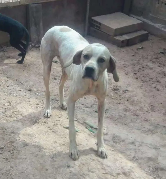 Cachorro ra a Mestiço de Pointer Inglês idade 3 anos nome Bebezão