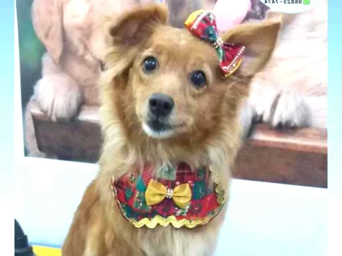 Cachorro ra a Indefinida idade 6 ou mais anos nome Nina
