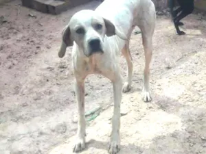 Cachorro raça Mestiço de Pointer Inglês idade 3 anos nome Bebezão