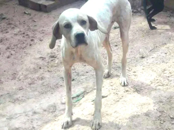 Cachorro ra a Mestiço de Pointer Inglês idade 3 anos nome Bebezão