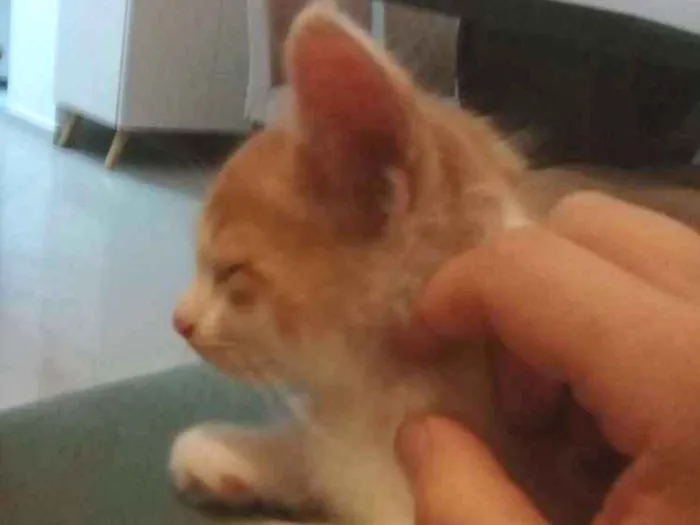 Gato raça Srd idade 2 a 6 meses nome Mickey