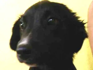 Cachorro raça Vira lata  idade 2 a 6 meses nome Diego - Dinho 