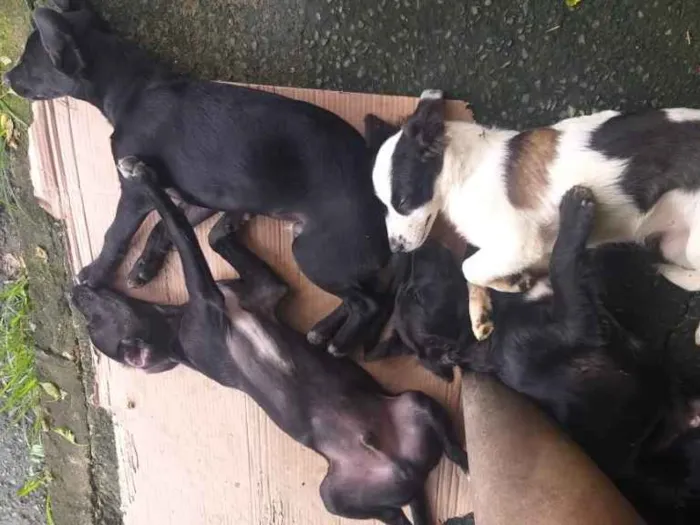 Cachorro raça Vira lata  idade 2 a 6 meses nome Diego - Dinho 