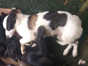 Cachorro raça Vira lata  idade 2 a 6 meses nome Diego - Dinho 