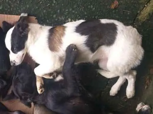 Cachorro raça Vira lata  idade 2 a 6 meses nome Diego - Dinho 