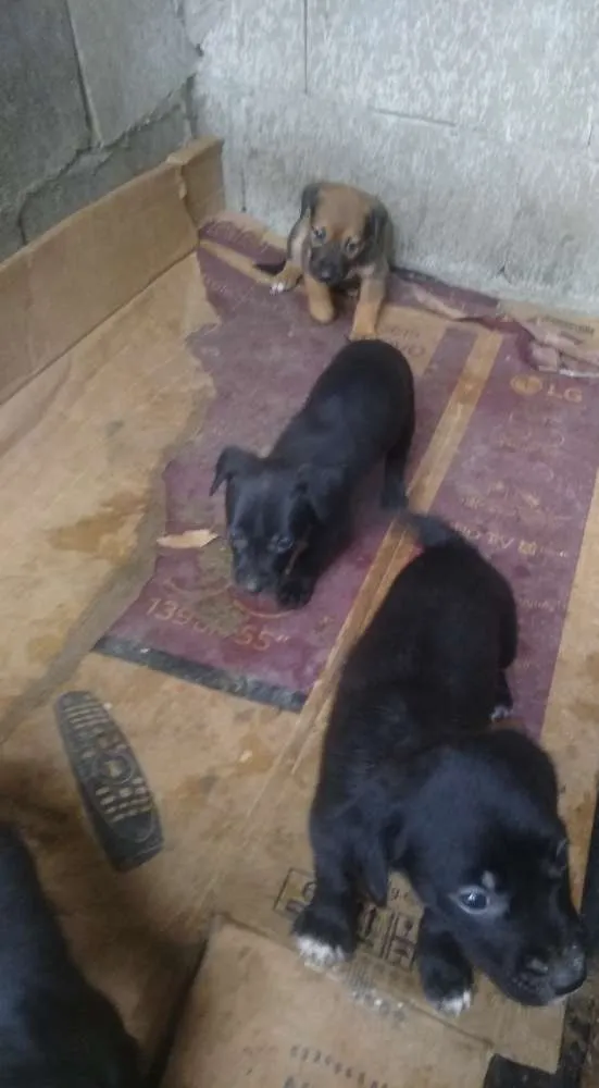 Cachorro ra a Vira lata idade Abaixo de 2 meses nome São filhotes 
