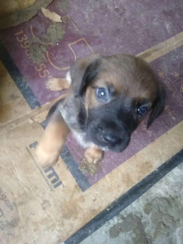 Cachorro ra a Vira lata idade Abaixo de 2 meses nome São filhotes 