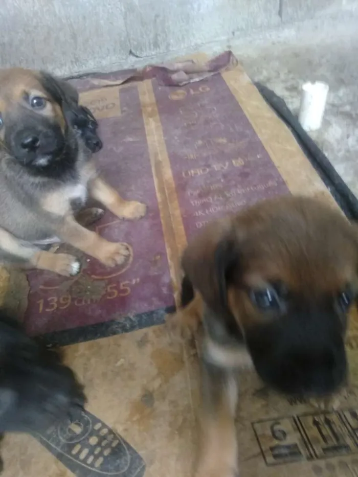 Cachorro ra a Vira lata idade Abaixo de 2 meses nome São filhotes 