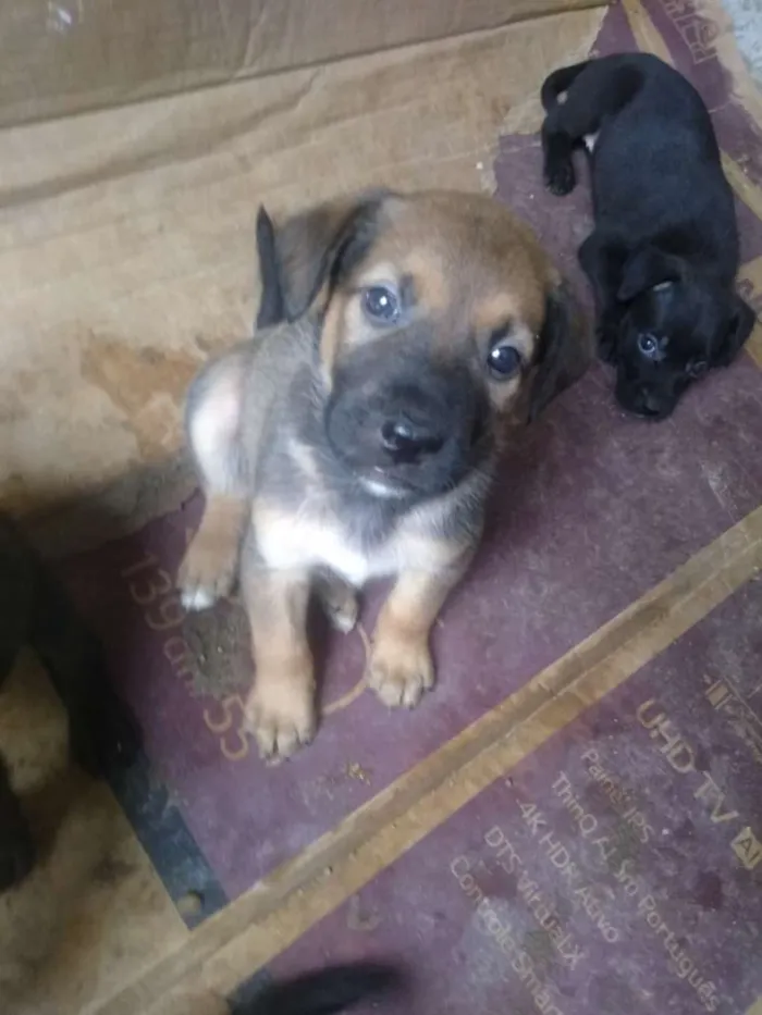 Cachorro ra a Vira lata idade Abaixo de 2 meses nome São filhotes 