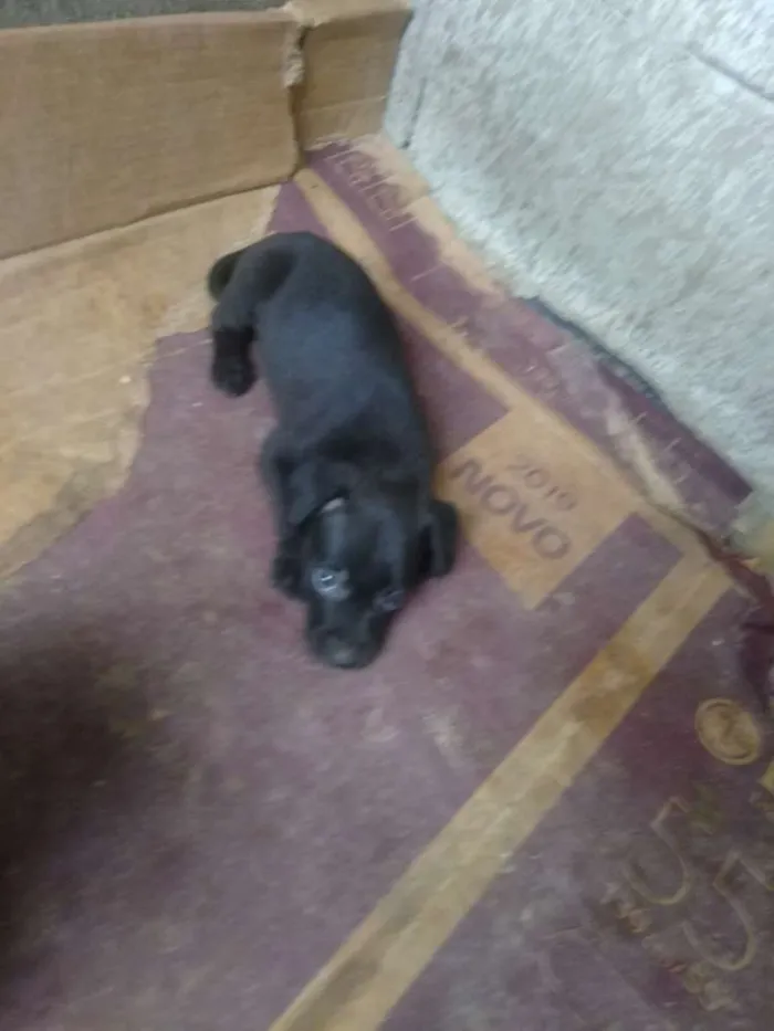 Cachorro ra a Vira lata idade Abaixo de 2 meses nome São filhotes 