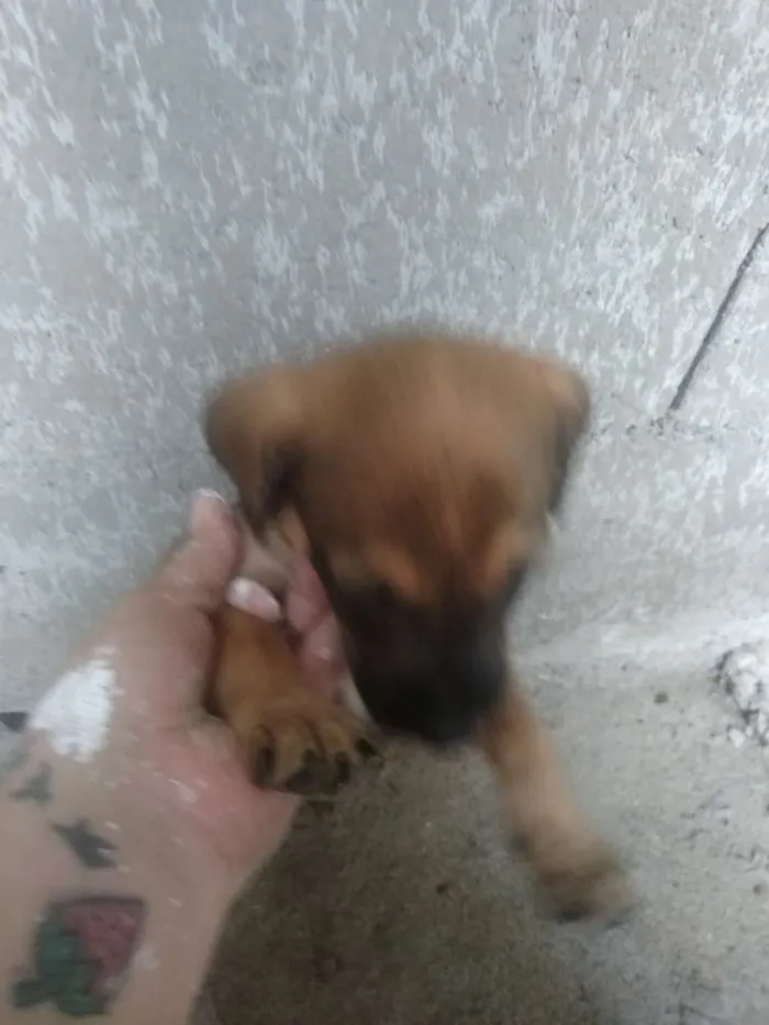 Cachorro ra a Vira lata idade Abaixo de 2 meses nome São filhotes 