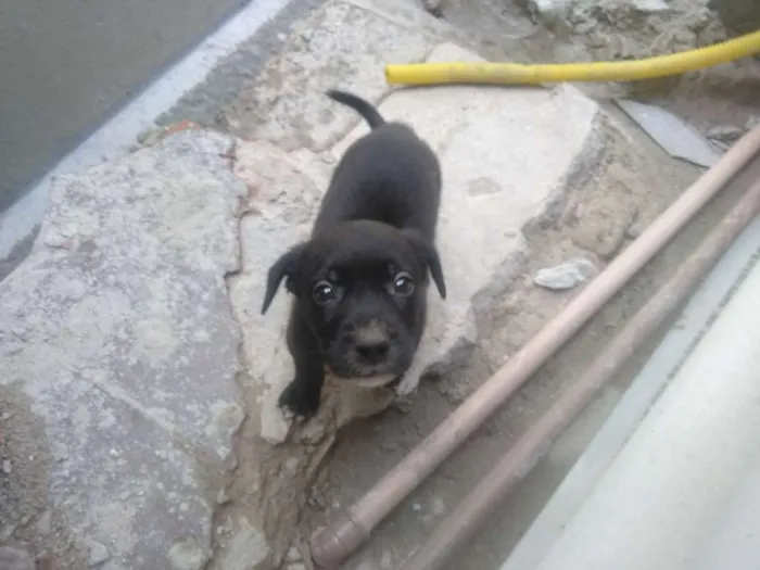 Cachorro ra a Vira lata idade Abaixo de 2 meses nome São filhotes 