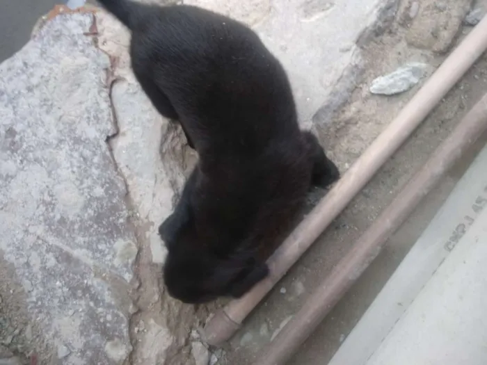 Cachorro ra a Vira lata idade Abaixo de 2 meses nome São filhotes 