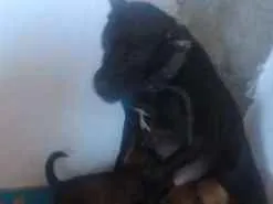 Cachorro ra a Vira lata idade Abaixo de 2 meses nome São filhotes 