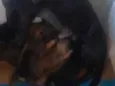 São filhotes