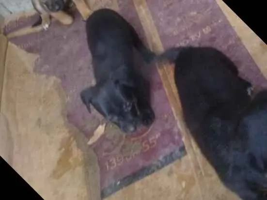 Cachorro ra a Vira lata idade Abaixo de 2 meses nome São filhotes 