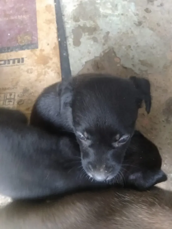 Cachorro ra a Vira lata idade Abaixo de 2 meses nome São filhotes 
