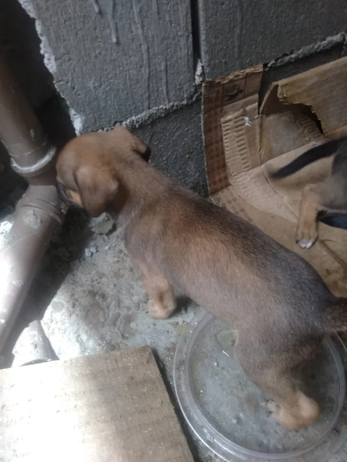 Cachorro ra a Vira lata idade Abaixo de 2 meses nome São filhotes 
