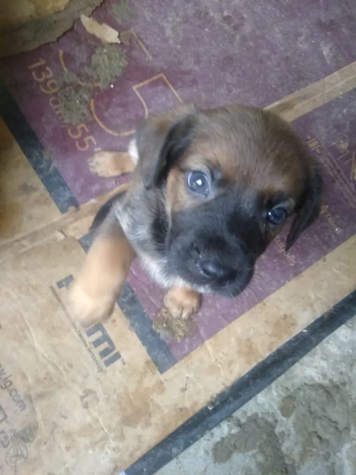 Cachorro ra a Vira lata idade Abaixo de 2 meses nome São filhotes 