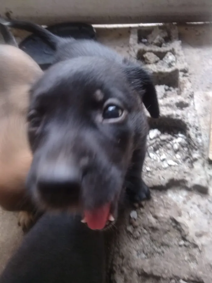Cachorro ra a Vira lata idade Abaixo de 2 meses nome São filhotes 