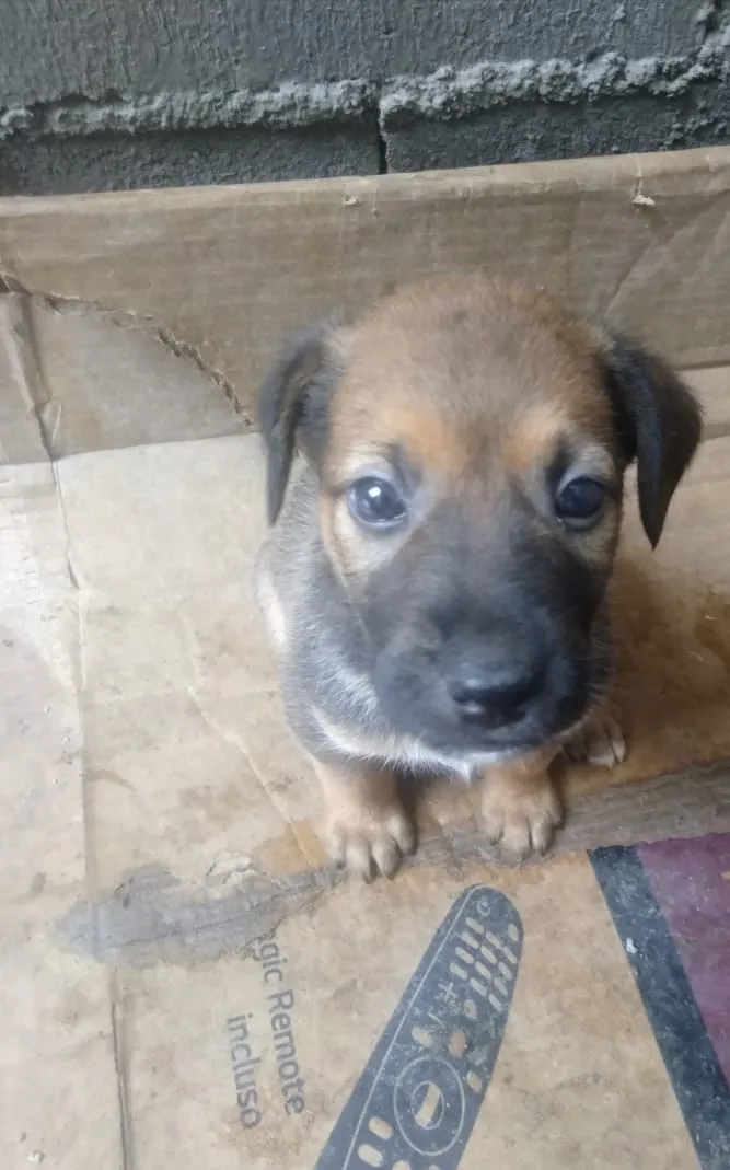 Cachorro ra a Vira lata idade Abaixo de 2 meses nome São filhotes 