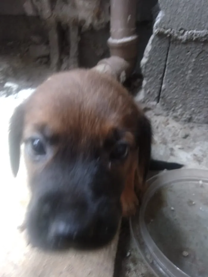 Cachorro ra a Vira lata idade Abaixo de 2 meses nome São filhotes 