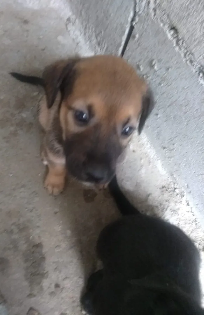 Cachorro ra a Vira lata idade Abaixo de 2 meses nome São filhotes 