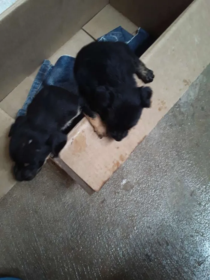 Cachorro raça Nao sei idade Abaixo de 2 meses nome Nao tem