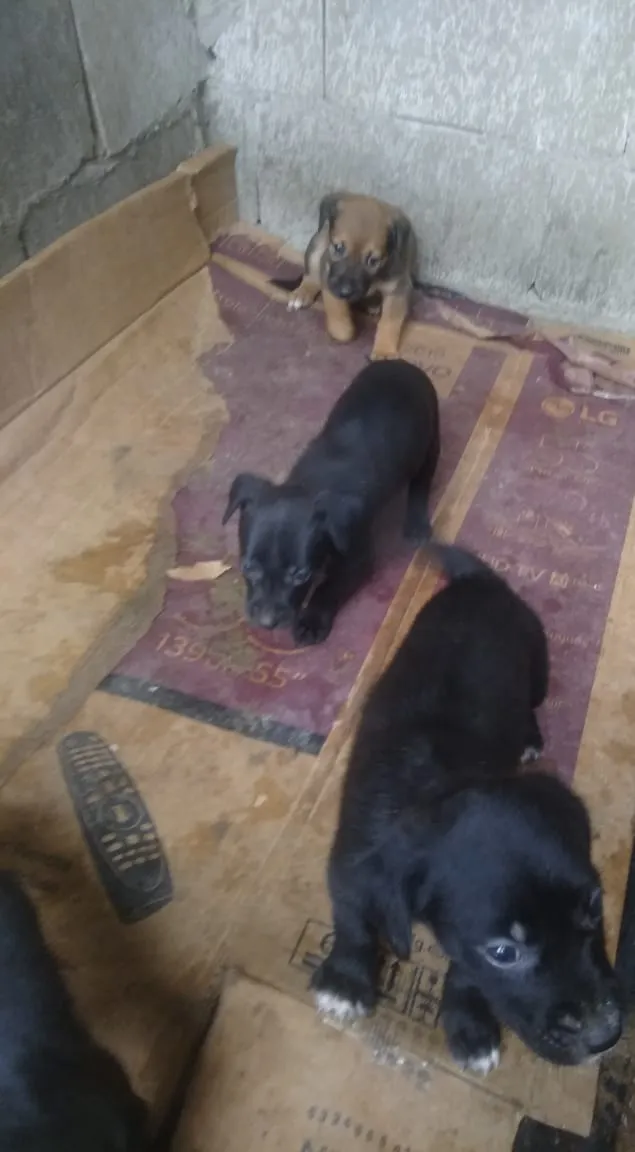 Cachorro ra a Vira lata idade Abaixo de 2 meses nome São filhotes 