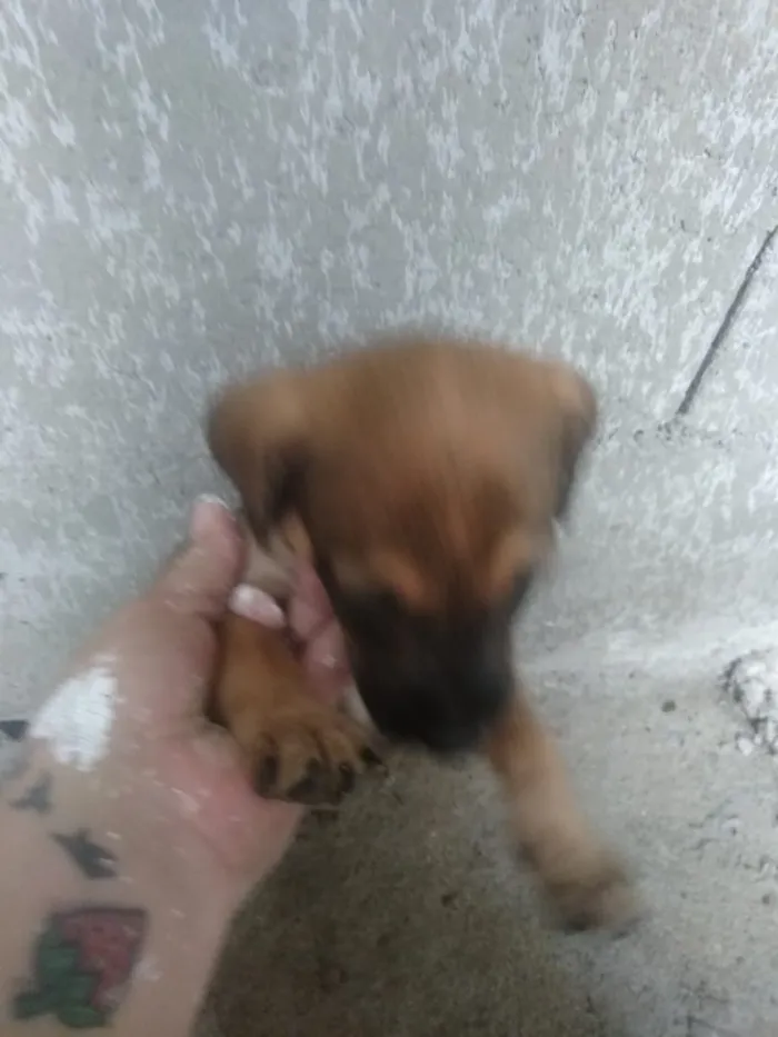 Cachorro ra a Vira lata idade Abaixo de 2 meses nome São filhotes 