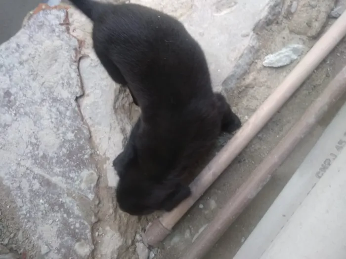 Cachorro ra a Vira lata idade Abaixo de 2 meses nome São filhotes 