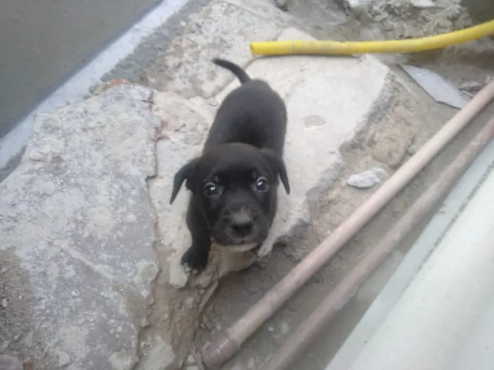 Cachorro ra a Vira lata idade Abaixo de 2 meses nome São filhotes 