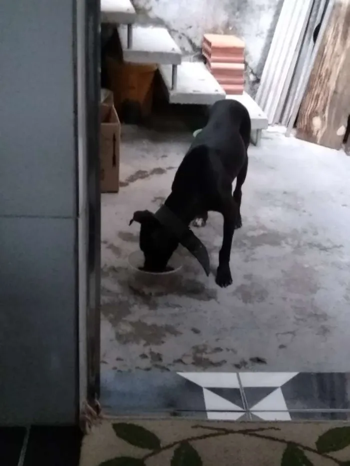 Cachorro ra a Vira lata idade Abaixo de 2 meses nome São filhotes 