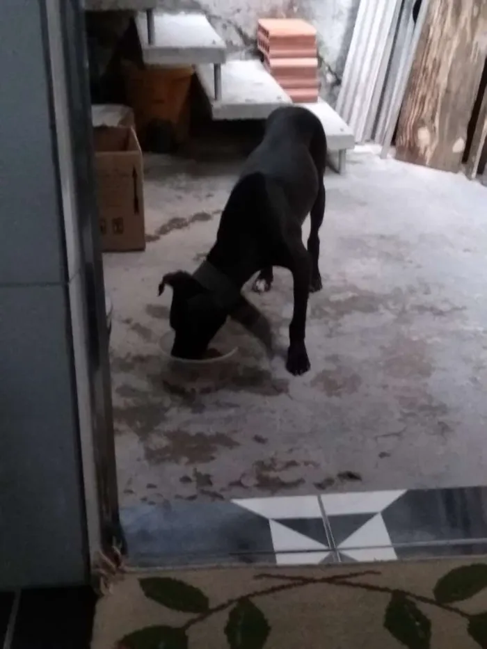 Cachorro ra a Vira lata idade Abaixo de 2 meses nome São filhotes 