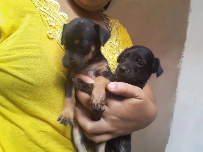 Cachorro raça Nao sei idade Abaixo de 2 meses nome Nao tem