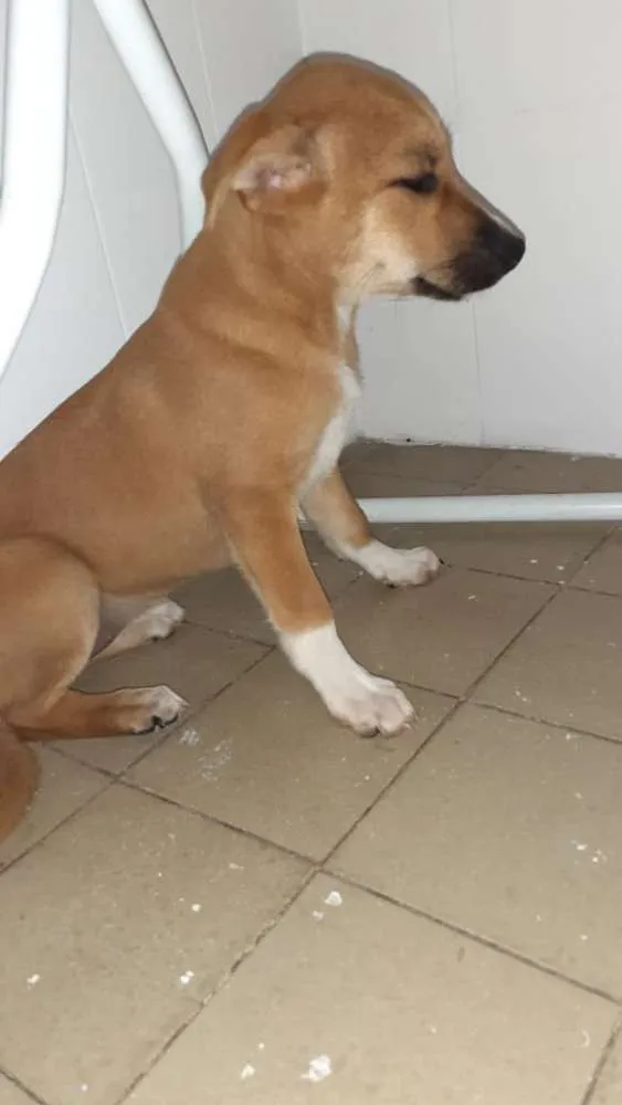 Cachorro ra a Viralata idade 2 a 6 meses nome Xuxa/ belinha