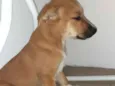 Xuxa/ belinha