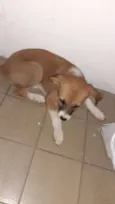 Xuxa/ belinha
