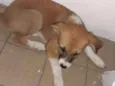 Xuxa/ belinha