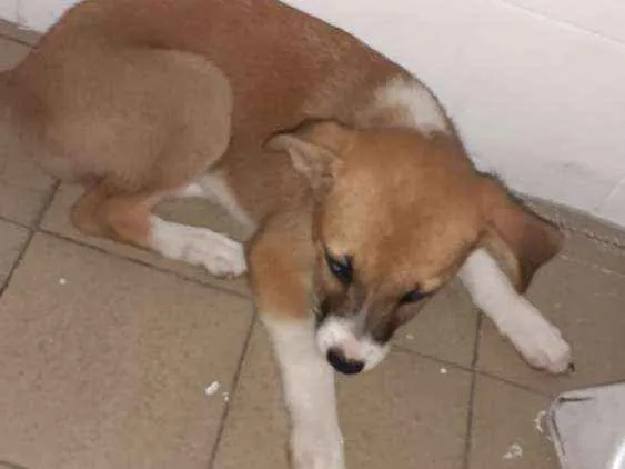Cachorro ra a Viralata idade 2 a 6 meses nome Xuxa/ belinha
