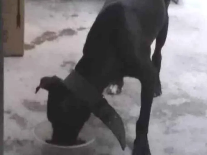 Cachorro ra a Vira lata idade Abaixo de 2 meses nome São filhotes 