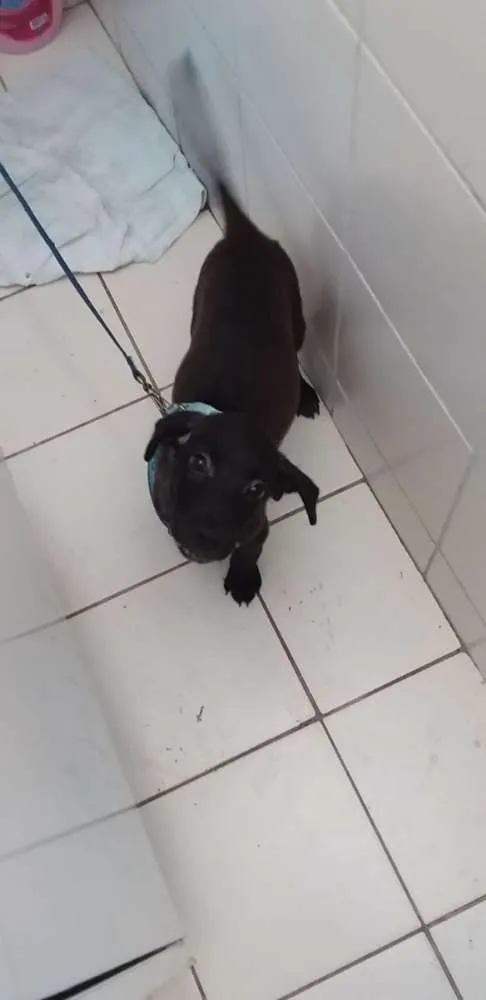 Cachorro raça Vira lata idade 2 a 6 meses nome Nil