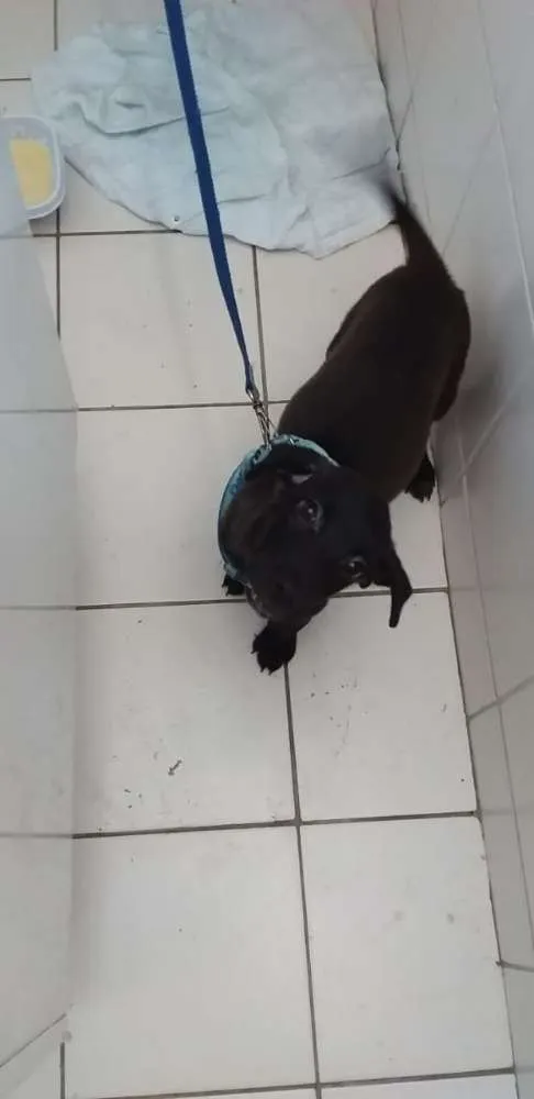 Cachorro raça Vira lata idade 2 a 6 meses nome Nil